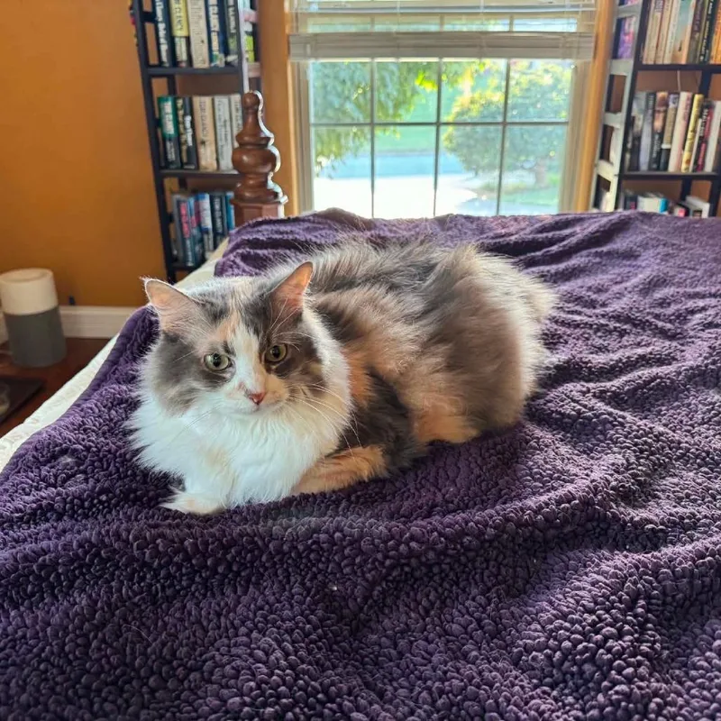 Angel