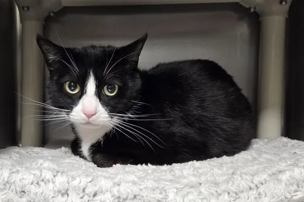 A senior medium-sized female Domestic Short Hair cat named Uruz for adoption in Vancouver, WA