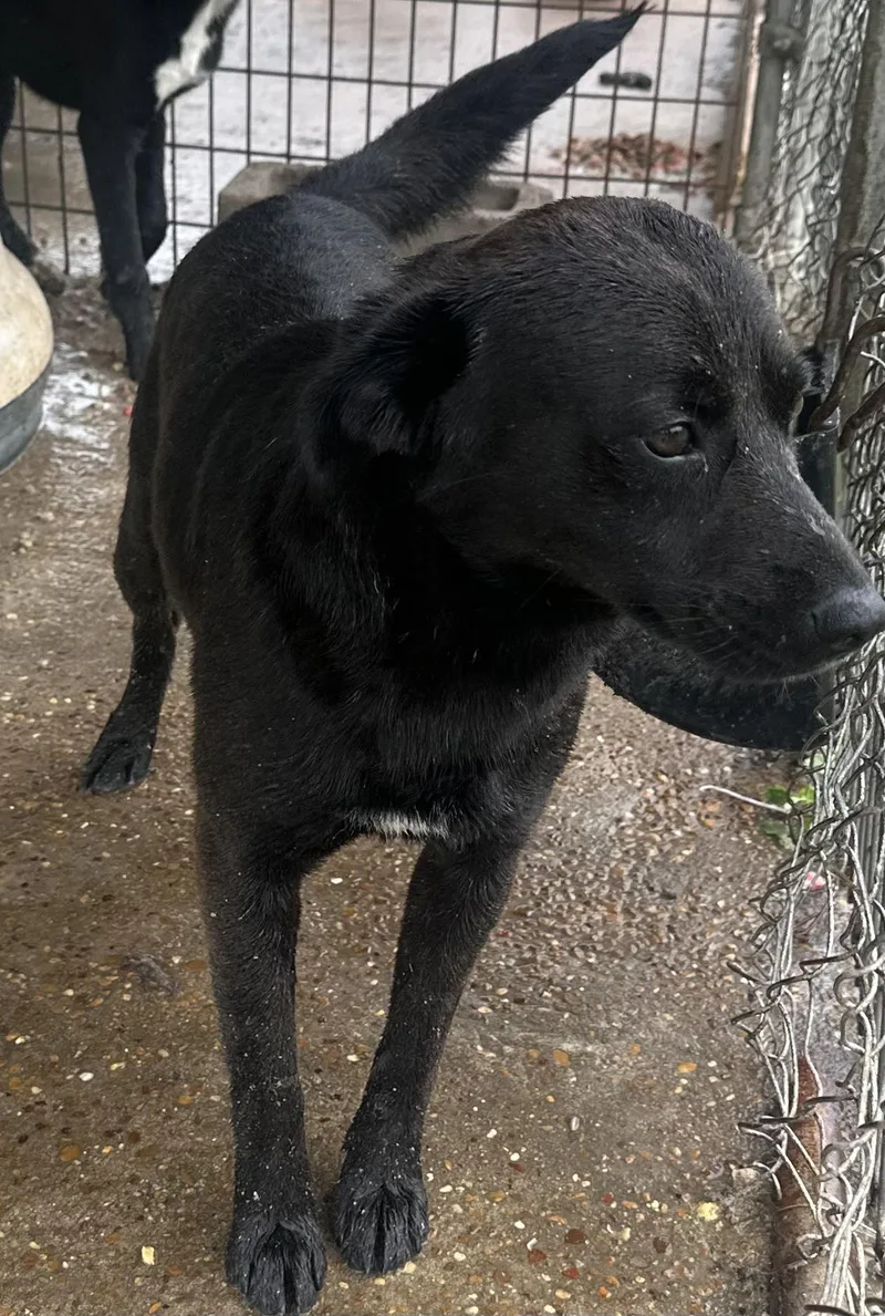 A young small-sized female Black Labrador Retriever dog named Mary for adoption in Bruce, MS