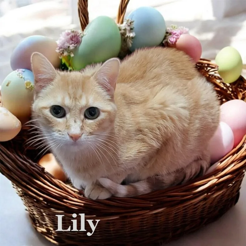 Lily