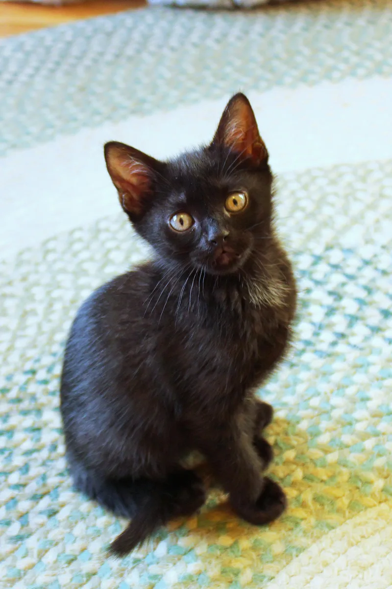 A baby medium-sized male Black Bombay cat named Mercury for adoption in Urbana, OH