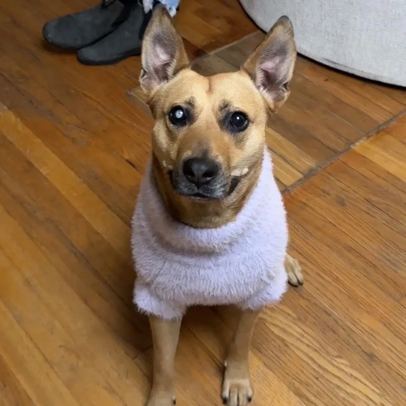 An adult medium-sized female Carolina Dog dog named Barbie for adoption in Southaven, MS