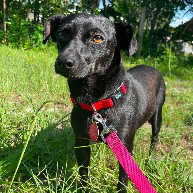 An adult small-sized male Black Chihuahua dog named Taco for adoption in Merritt Island, FL