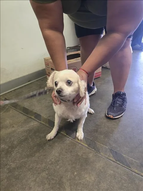 An adult small-sized male Mixed Breed dog named Lucas for adoption in Los Angeles, CA