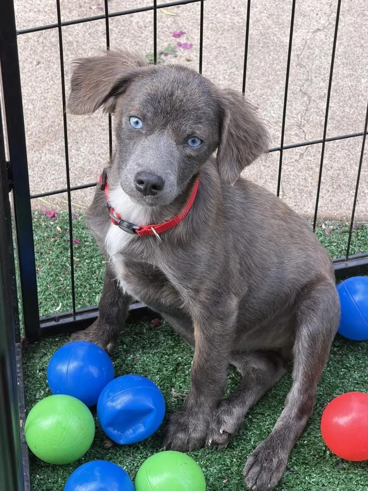 A baby small-sized female Tricolor (Brown, Black, & White) Chihuahua dog named Sparrow for adoption in Pleasant Hill, CA