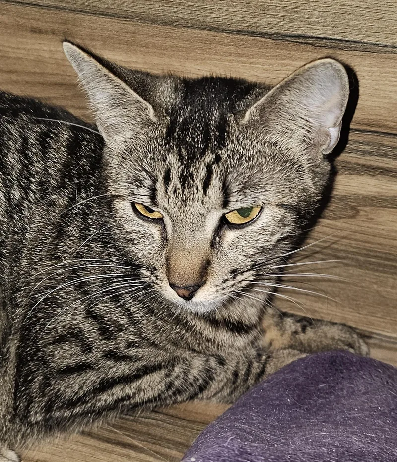 An adult medium-sized female Domestic Short Hair cat named Aussie for adoption in Evergreen, CO