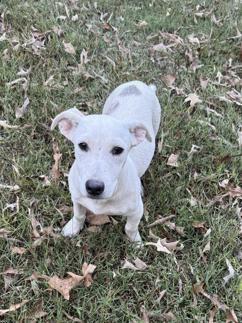 A baby medium-sized male Jack Russell Terrier dog named Hank for adoption in Alexandria, LA