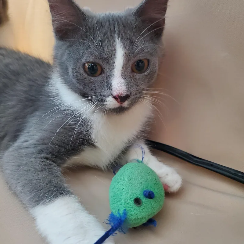 A young medium-sized female Gray & White Domestic Short Hair cat named Rachel for adoption in New Haven, CT