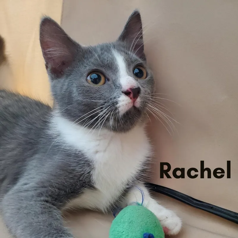 Rachel thumbnail 2