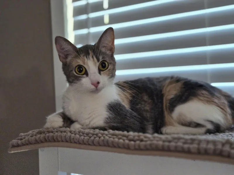 An adult medium-sized female Calico Domestic Short Hair cat named Kalli for adoption in Grove City, OH