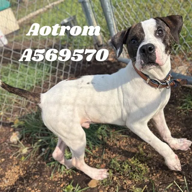 A young medium-sized male Pit Bull Terrier dog named Aotrom for adoption in Huntsville, AL