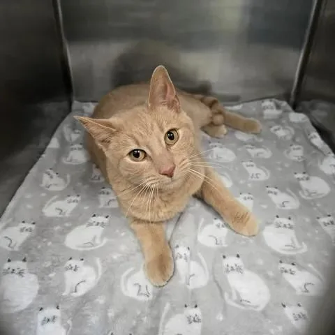 An adult medium-sized male Orange / Red Domestic Short Hair cat named Ryland for adoption in Winthrop, ME