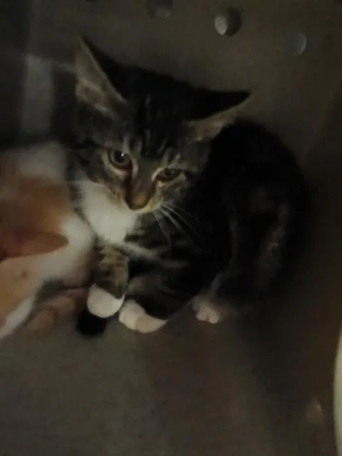 A baby medium-sized female Domestic Short Hair cat named Kayla for adoption in Downey, CA