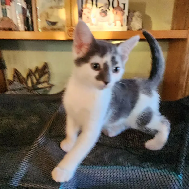 A baby small-sized male Domestic Short Hair cat named Tucker for adoption in Tustin, CA
