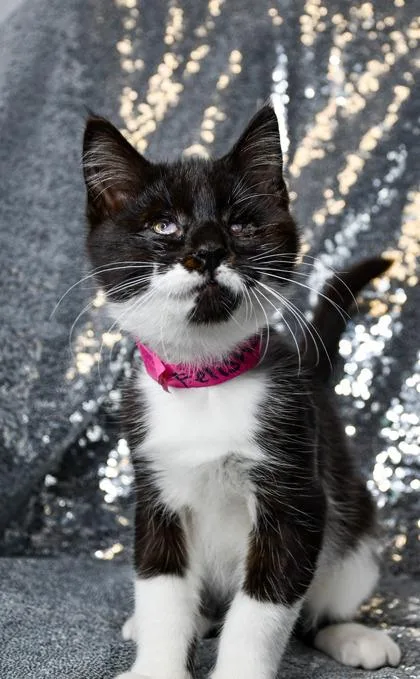 A baby small-sized female Domestic Short Hair cat named Felisha for adoption in Yakima, WA