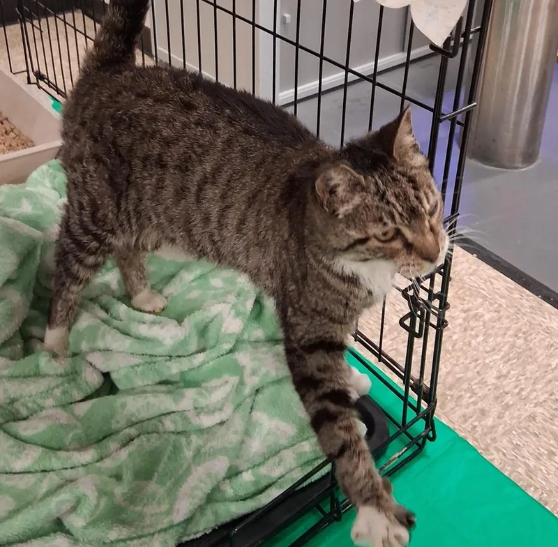 A young medium-sized female Black & White / Tuxedo Tabby cat named Tabitha for adoption in Deltona, FL