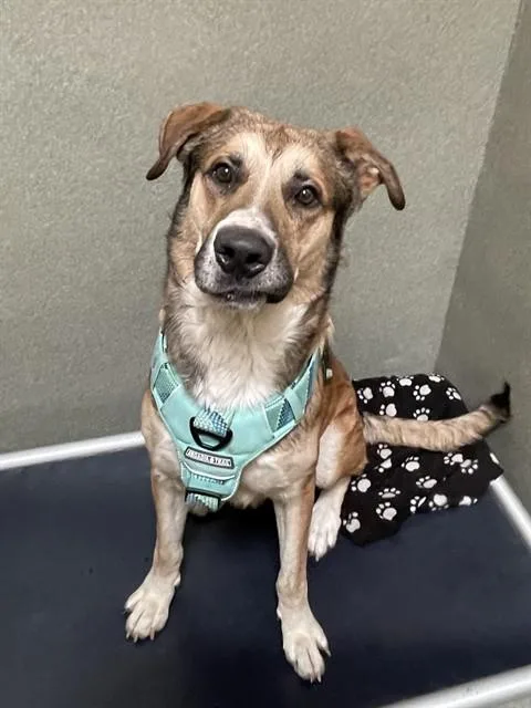 An adult large-sized male German Shepherd Dog dog named Buster for adoption in Lees Summit, MO