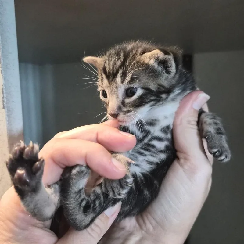 A baby small-sized male Gray / Blue / Silver Domestic Short Hair cat named Koolaid for adoption in Wahiawa, HI