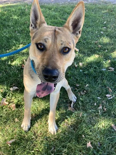 An adult medium-sized male German Shepherd Dog dog named Billy Bob for adoption in Albuquerque, NM