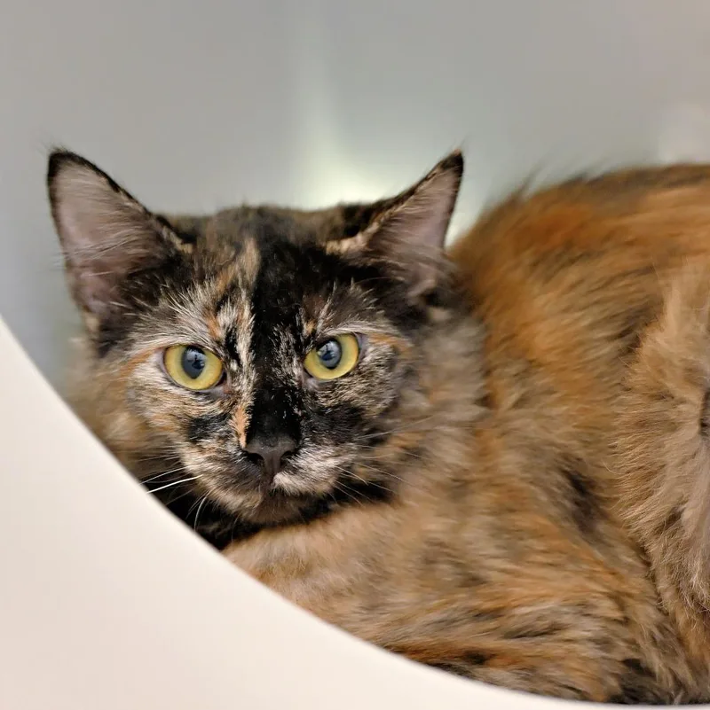 A baby medium-sized female Domestic Short Hair cat named Liu for adoption in Shoreline, WA