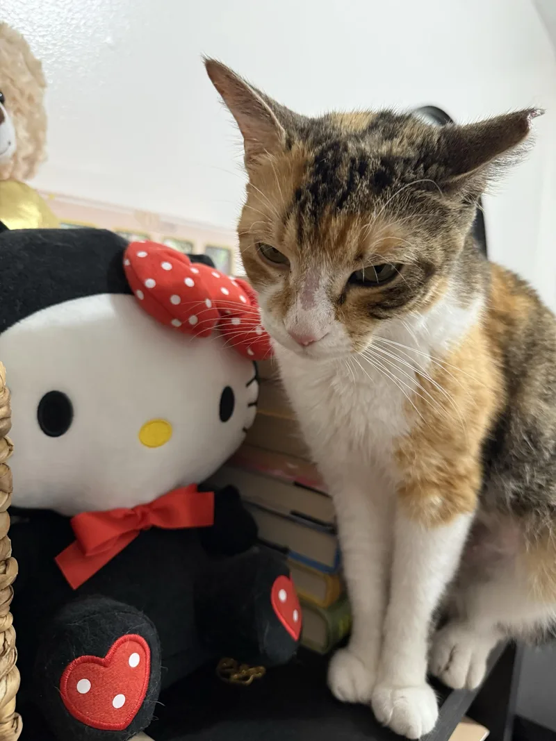 An adult medium-sized female Calico Domestic Short Hair cat named Winter Melon for adoption in Long Island City, NY