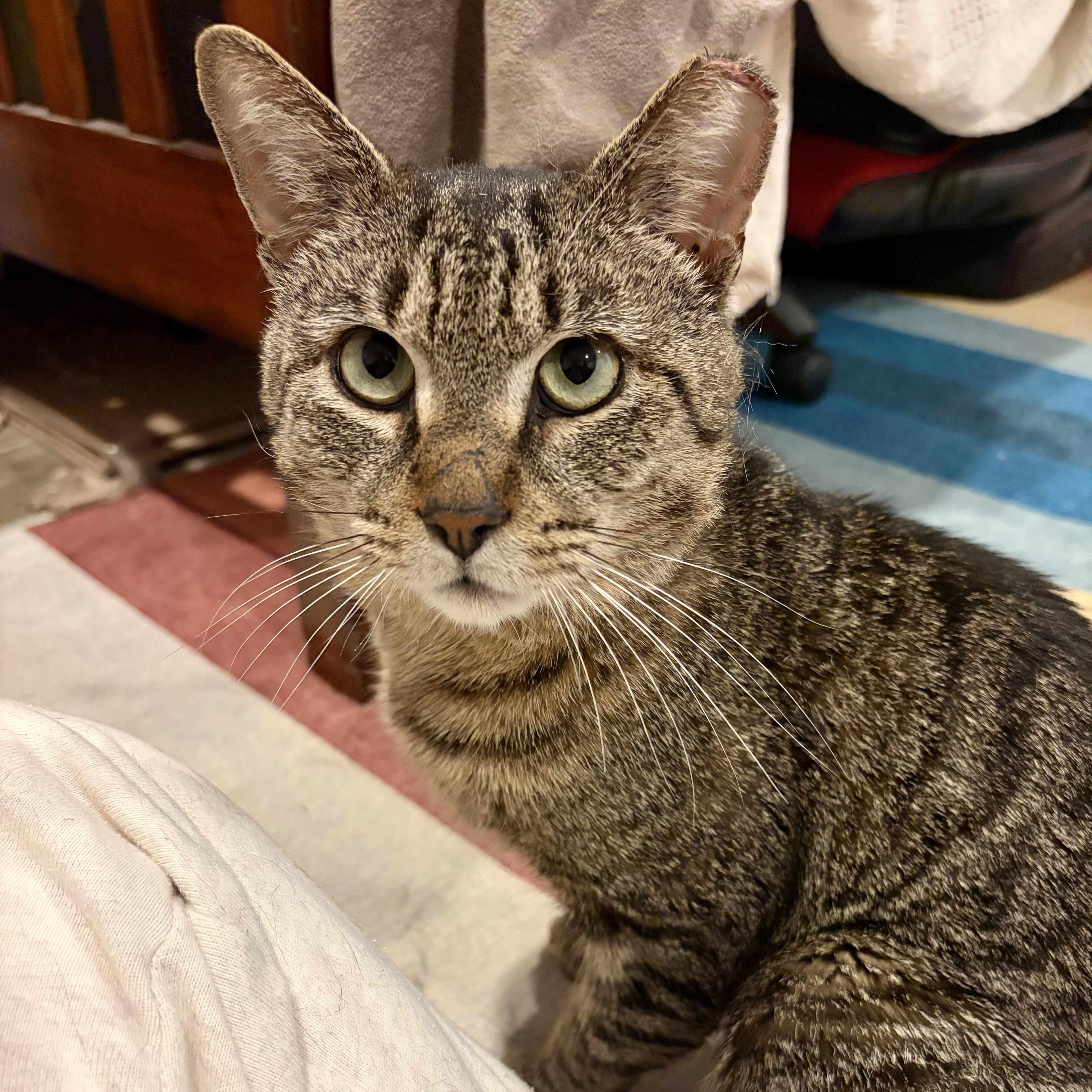 An adult medium-sized male Domestic Short Hair cat named Al Dente for adoption in Alexandria, VA