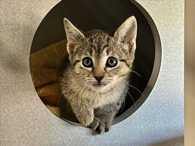 A baby small-sized female Domestic Short Hair cat named Stephanie for adoption in Chapel Hill, NC