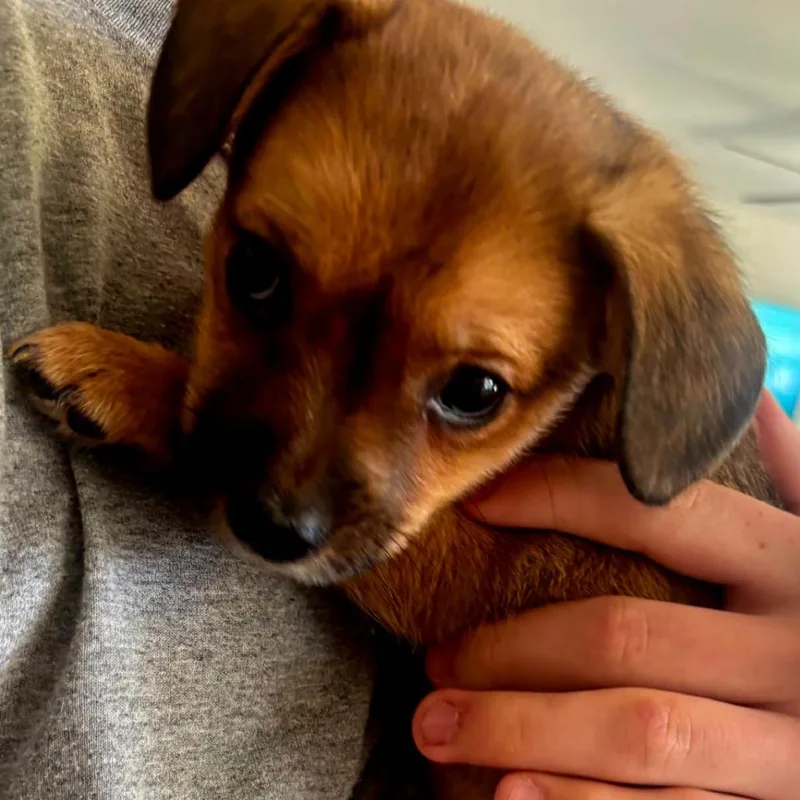 A baby small-sized male Brown / Chocolate Mixed Breed dog named Mowgli for adoption in Fredericksburg, VA