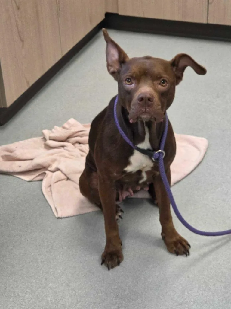 An adult large-sized female Pit Bull Terrier dog named Georgina Chapman for adoption in Chillicothe, OH