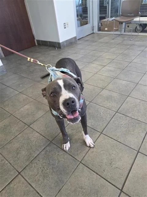A young small-sized male American Staffordshire Terrier dog named Malcolm Reynolds for adoption in San Antonio, TX