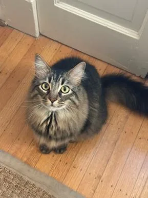 An adult large-sized male Brown / Chocolate Domestic Medium Hair cat named Robin Hood for adoption in San Francisco, CA