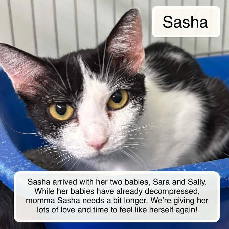 An adult medium-sized female Black Domestic Short Hair cat named Sasha for adoption in Ellicott City, MD