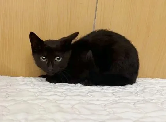A baby small-sized male Domestic Short Hair cat named Po Boy for adoption in Saint Louis, MO