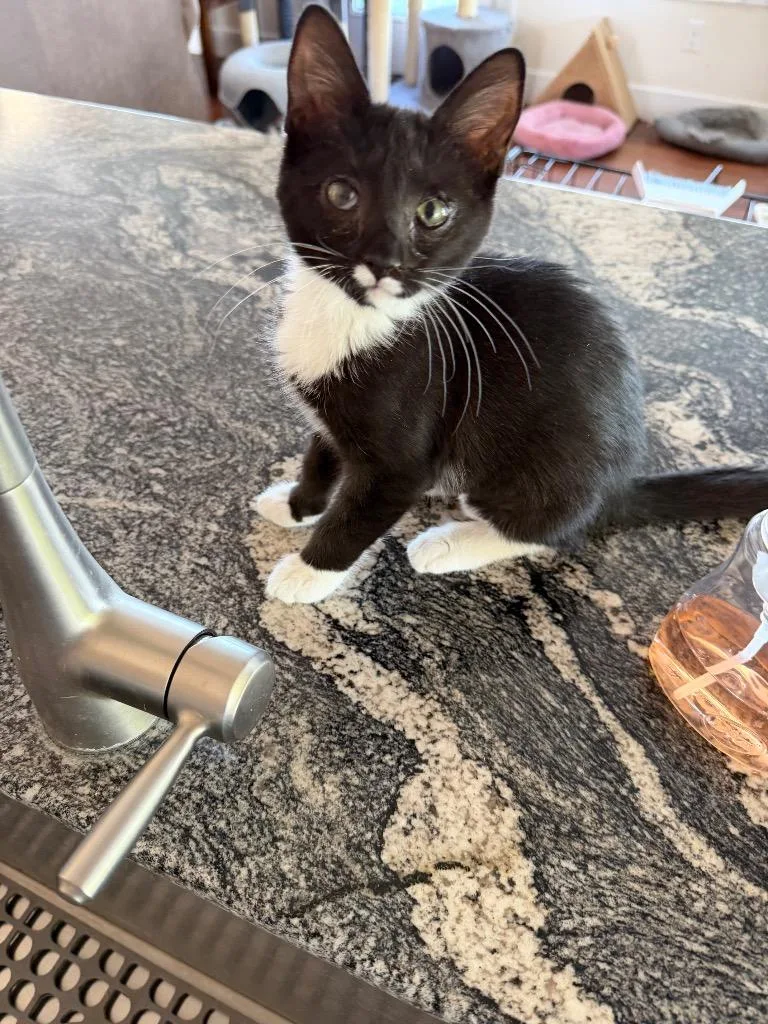A baby small-sized female Domestic Short Hair cat named Black Pearl for adoption in Ogden, UT