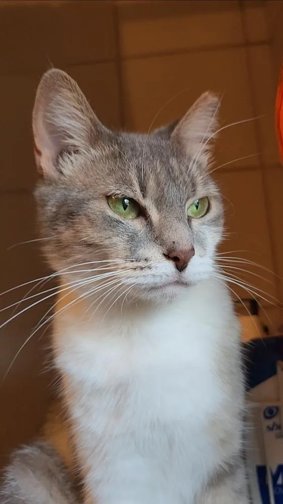 An adult small-sized female Domestic Short Hair cat named Avalon for adoption in Ocala, FL