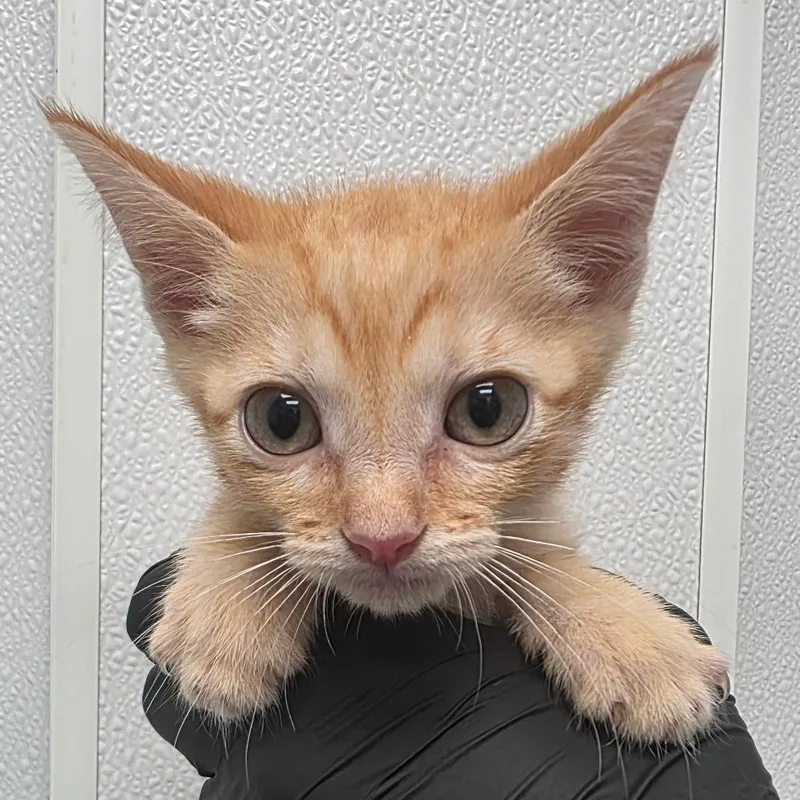 A baby small-sized male Orange / Red Domestic Short Hair cat named Captain Hook for adoption in Abilene, TX