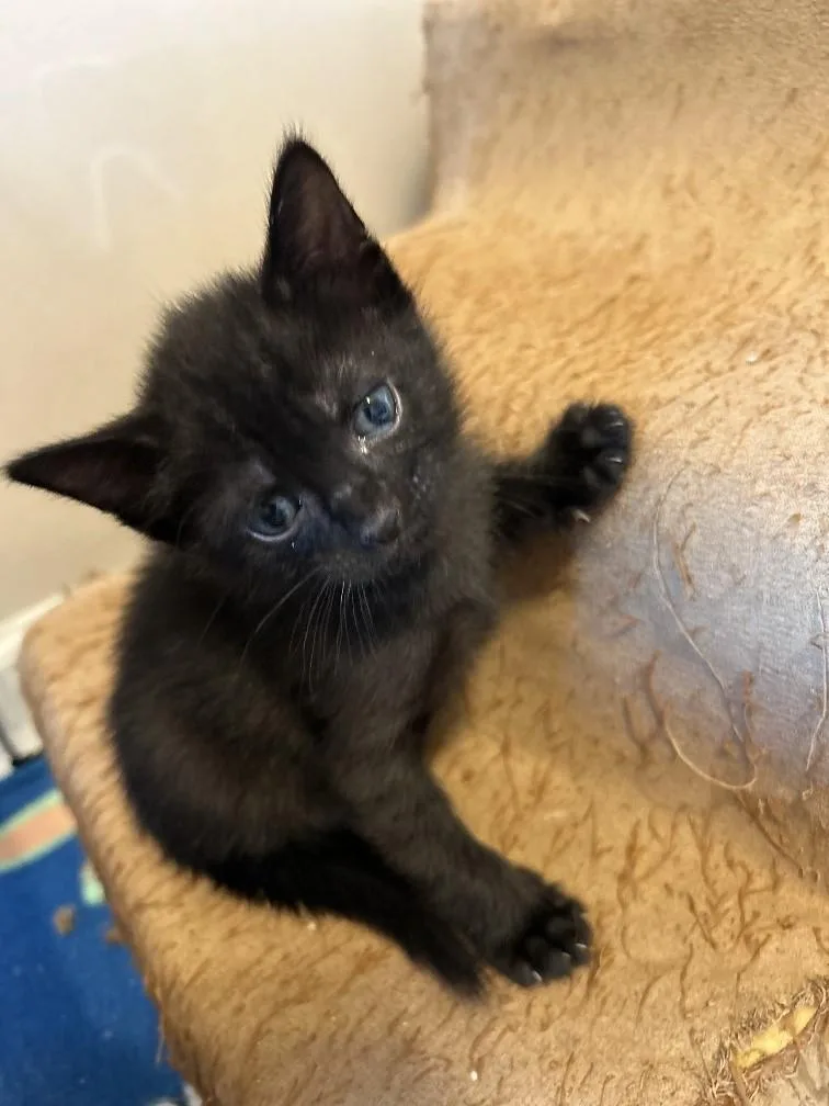 A baby medium-sized male Black Domestic Short Hair cat named Edgar for adoption in Rossville, TN