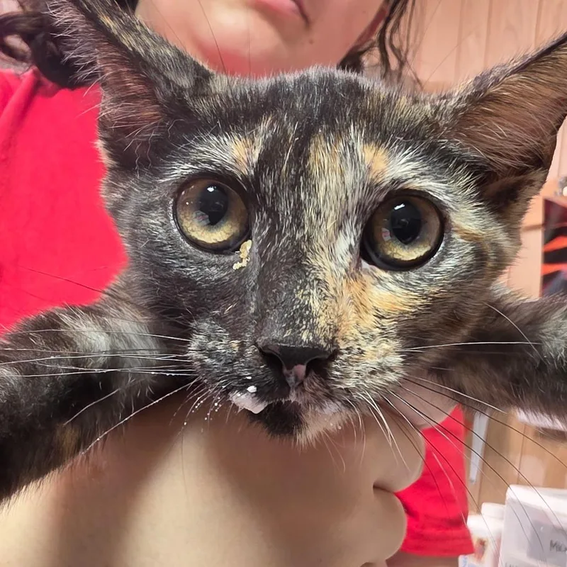 A baby small-sized female Black Domestic Short Hair cat named Spunky Junior for adoption in Leander, TX
