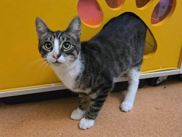 A young small-sized male Domestic Short Hair cat named Milo for adoption in Martinez, CA