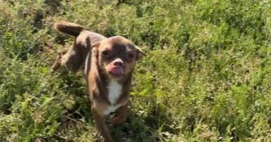 An adult small-sized male Tricolor (Brown, Black, & White) Chihuahua dog named Forrest for adoption in Stockton, CA