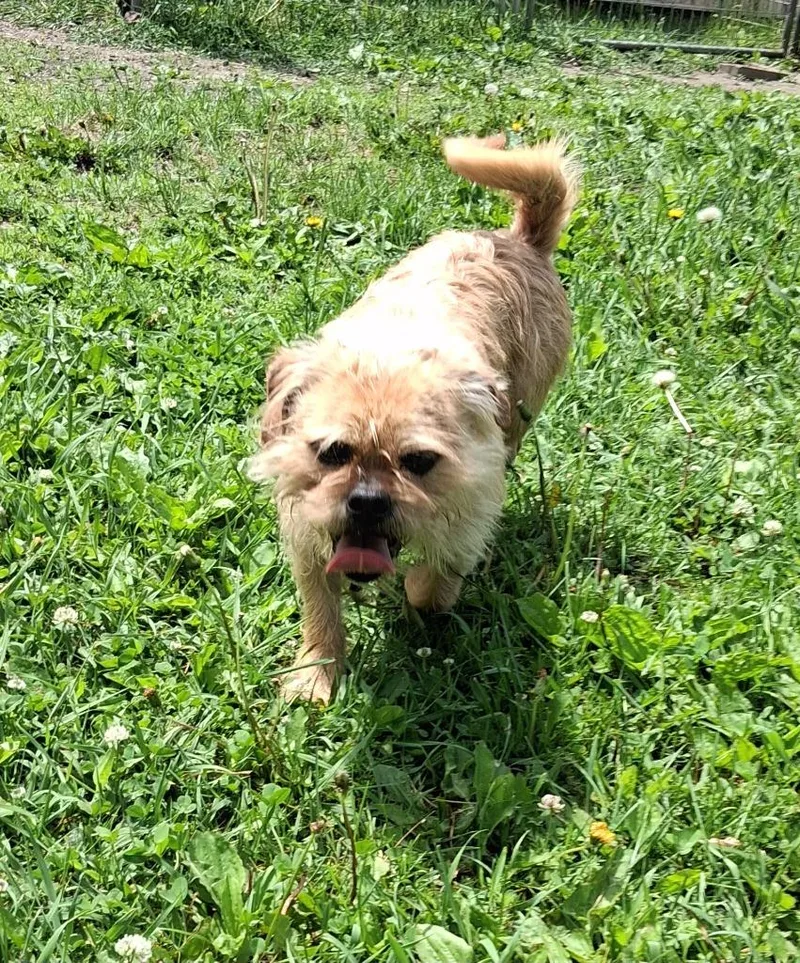An adult small-sized male Pug dog named Hank for adoption in Saint James, MN