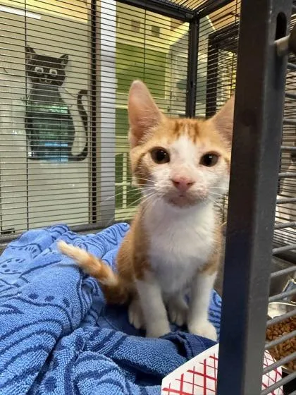 A baby medium-sized male Orange & White Domestic Short Hair cat named Twister for adoption in Charleston, SC