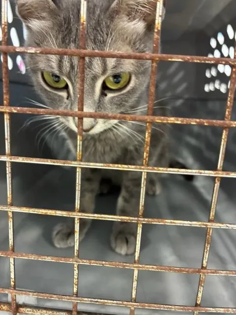 A young medium-sized female Domestic Short Hair cat named Lyric for adoption in Palmetto, FL