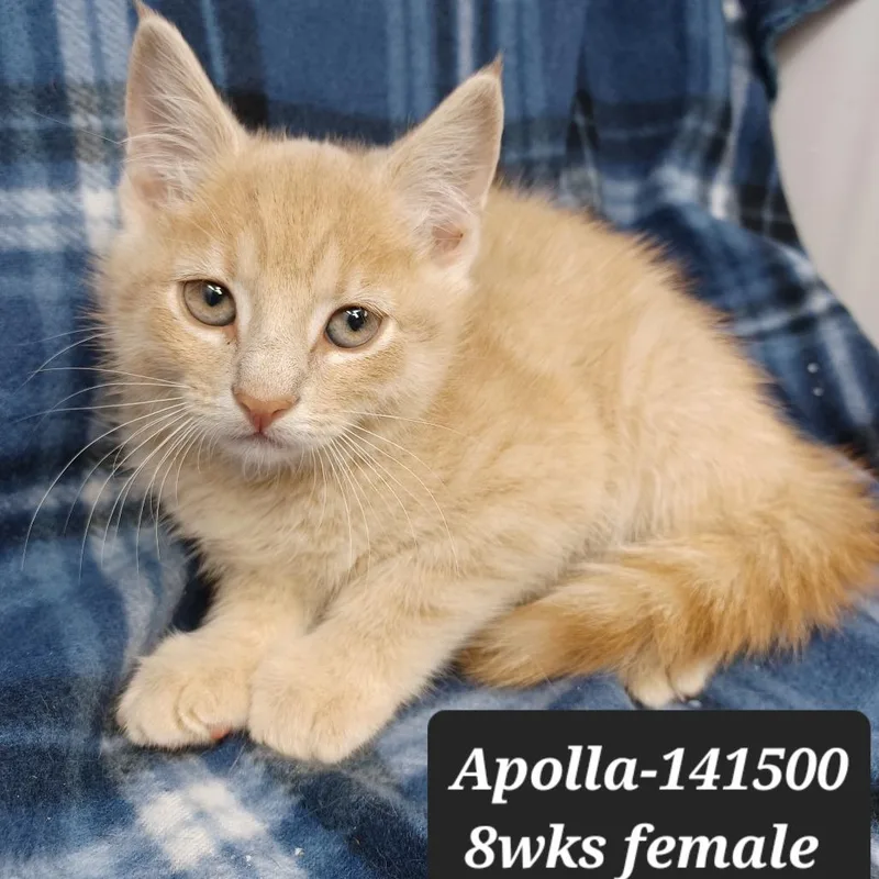 A baby small-sized male Domestic Short Hair cat named Apolla for adoption in New Tazewell, TN
