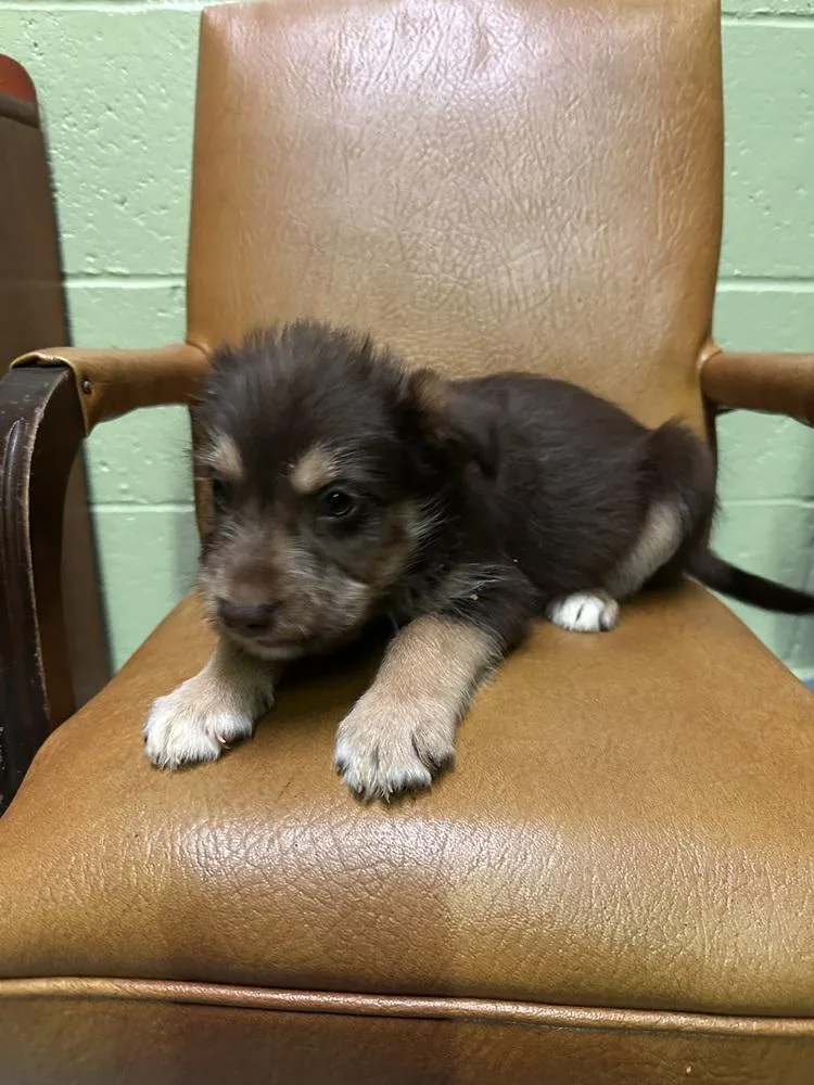 A baby medium-sized male Tricolor (Brown, Black, & White) Terrier dog named Rob for adoption in Irwin, PA