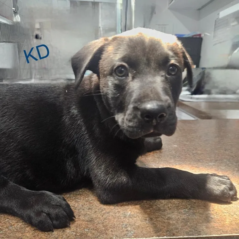 Puppy Palooza Team Boy thumbnail 2