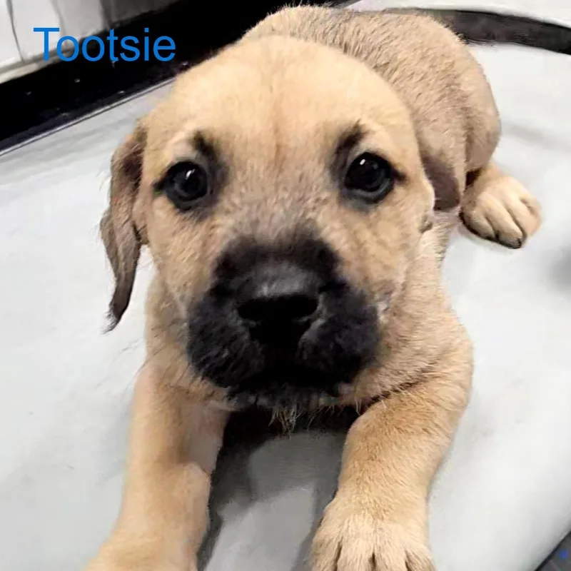 Puppy Palooza Team Boy thumbnail 4