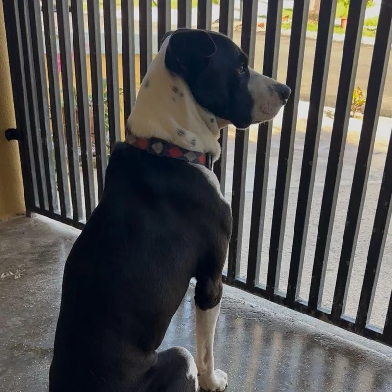 Spotlover Boy! thumbnail 2