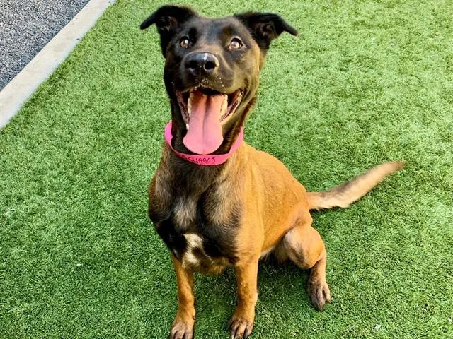 A young medium-sized female Yellow / Tan / Blond / Fawn Belgian Shepherd / Malinois dog named Save Me Please! Janey for adoption in San Marcos, CA
