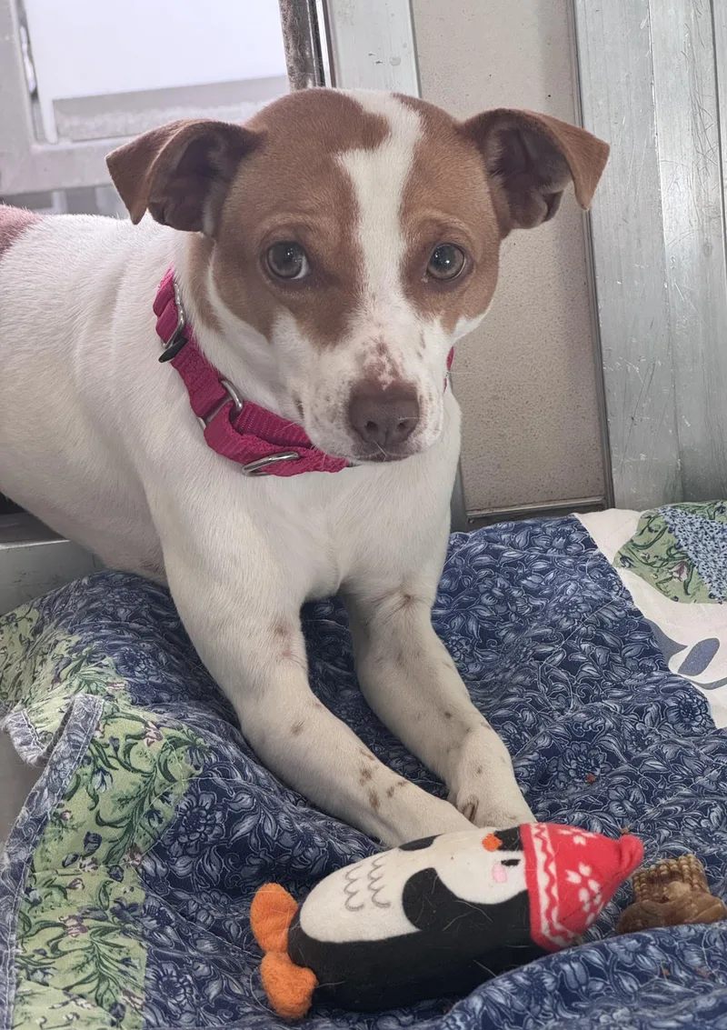 A young small-sized male Parson Russell Terrier dog named Phineas for adoption in Berkeley, CA